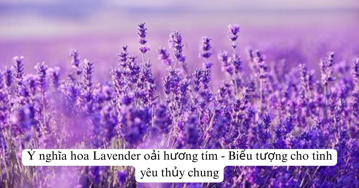 Ý Nghĩa Hoa Lavender Oải Hương Tím - Biểu Tượng Cho Tình Yêu Thủy Chung -  F20Beauty